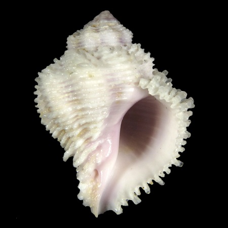 Coralliophidae - S 181